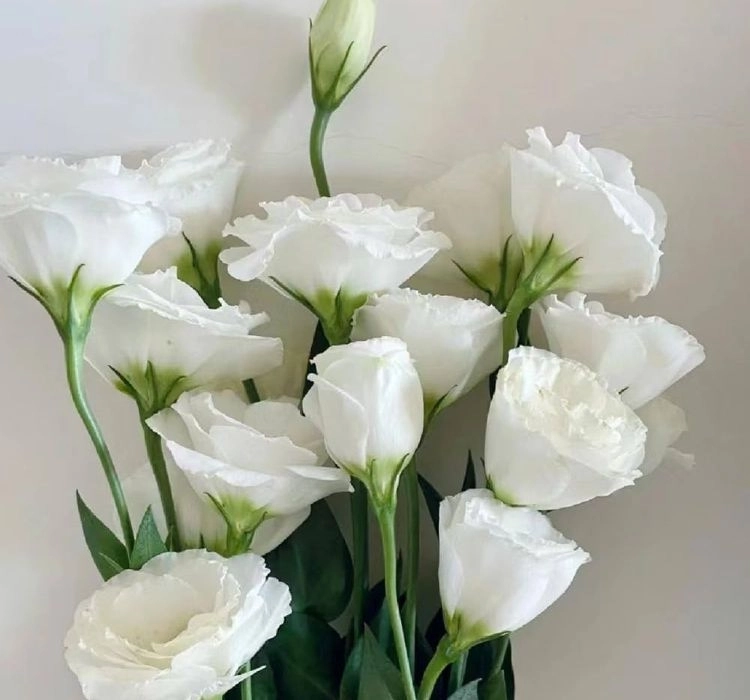 Lisianthus%20Katmerli%20Seri%20Beyaz%20Renk%20-%20Saksılık%205%20Tohum