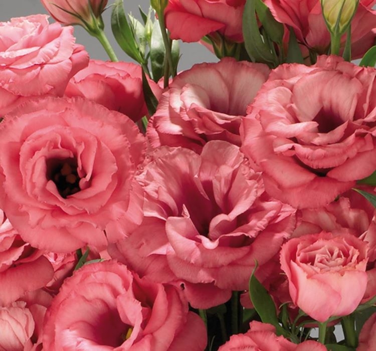 Lisianthus%20(%20Lale%20Gül%20)%20Advantage%20Serisi%20-%20GÜL%20RENGİ%20(%205%20Tohum%20)