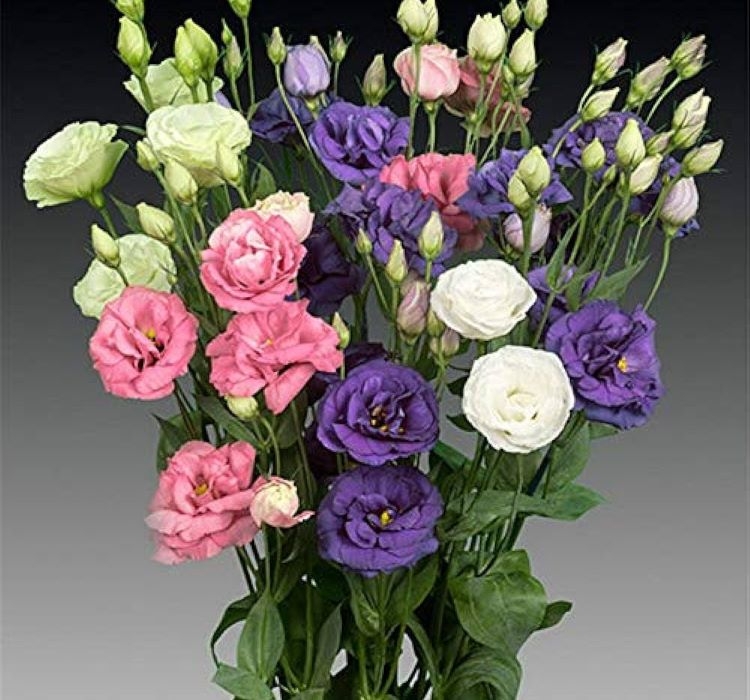 Lisianthus%20(%20Lale%20Gül%20)%20Advantage%20Serisi%20-%20KARIŞIK%20(%205%20Tohum%20)