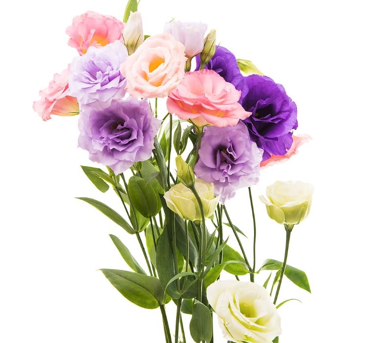 Lisianthus%20(%20Lale%20Gül%20)%20Advantage%20Serisi%20-%20KARIŞIK%20(%205%20Tohum%20)