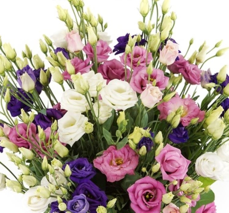 Lisianthus%20(%20Lale%20Gül%20)%20Advantage%20Serisi%20-%20KARIŞIK%20(%205%20Tohum%20)