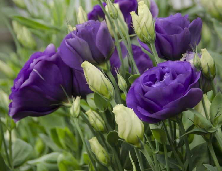 Mavi%20Lisianthus%20(%20LaleGül%20)%20Tohumu%20(%2010%20Tohum%20)