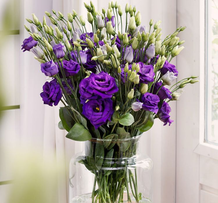 Lisianthus%20Çiçeği%20Tohumu%20(%20Katmerli,%20Bodur%20)%20Mavi%20Renkli%20-%205%20Tohum