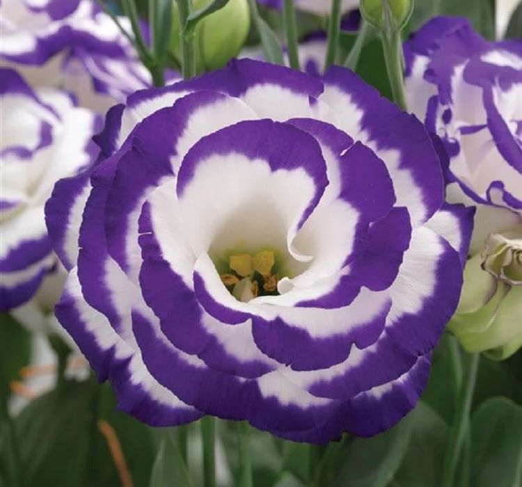 Lisianthus%20(%20Lale%20Gül%20)%20Gelin%20Buketi Serisi%20-%20MAVİ%20NOKTA (%205%20Tohum%20)