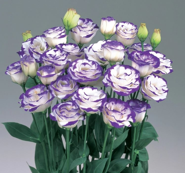 Lisianthus%20(%20Lale%20Gül%20)%20Gelin%20Buketi Serisi%20-%20MAVİ%20NOKTA (%205%20Tohum%20)