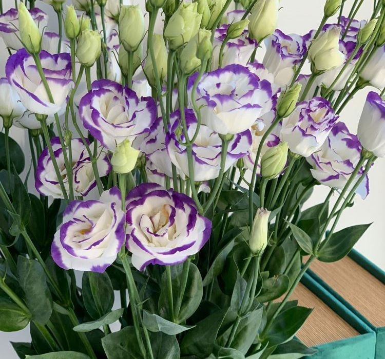 Lisianthus%20(%20Lale%20Gül%20)%20Gelin%20Buketi Serisi%20-%20MAVİ%20NOKTA (%205%20Tohum%20)