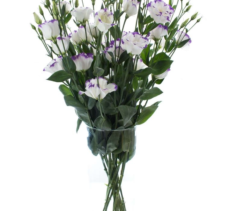 Lisianthus%20(%20Lale%20Gül%20)%20Gelin%20Buketi Serisi%20-%20MAVİ%20NOKTA (%205%20Tohum%20)