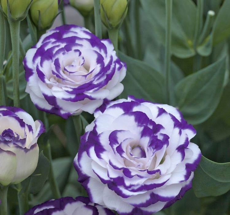 Lisianthus%20(%20Lale%20Gül%20)%20Gelin%20Buketi Serisi%20-%20MAVİ%20NOKTA (%205%20Tohum%20)