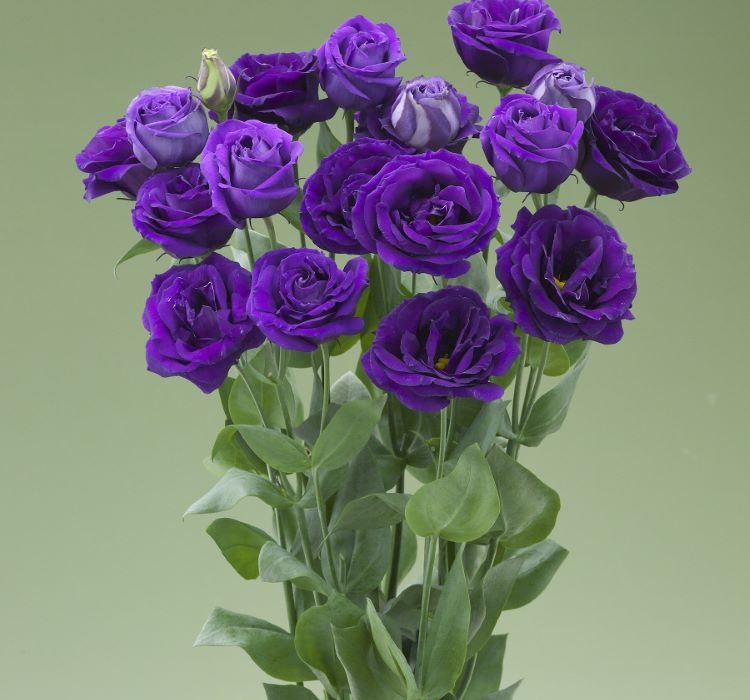 Lisianthus%20(%20Lale%20Gül%20)%20Gelin%20Buketi Serisi%20-%20MOR (%205%20Tohum%20)