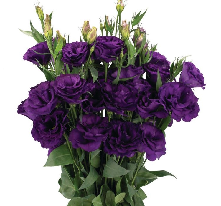 Lisianthus%20(%20Lale%20Gül%20)%20Advantage%20Serisi%20-%20MOR%20(%205%20Tohum%20)