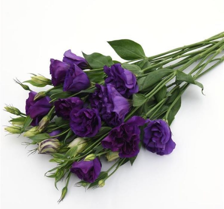 Lisianthus%20(%20Lale%20Gül%20)%20Advantage%20Serisi%20-%20MOR%20(%205%20Tohum%20)