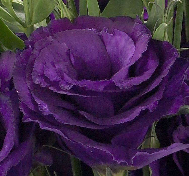 Lisianthus%20(%20Lale%20Gül%20)%20Advantage%20Serisi%20-%20MOR%20(%205%20Tohum%20)