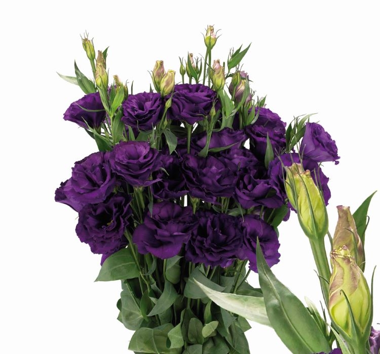 Lisianthus%20(%20Lale%20Gül%20)%20Advantage%20Serisi%20-%20MOR%20(%205%20Tohum%20)