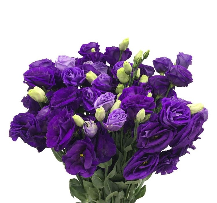 Lisianthus%20(%20Lale%20Gül%20)%20Advantage%20Serisi%20-%20MOR%20(%205%20Tohum%20)