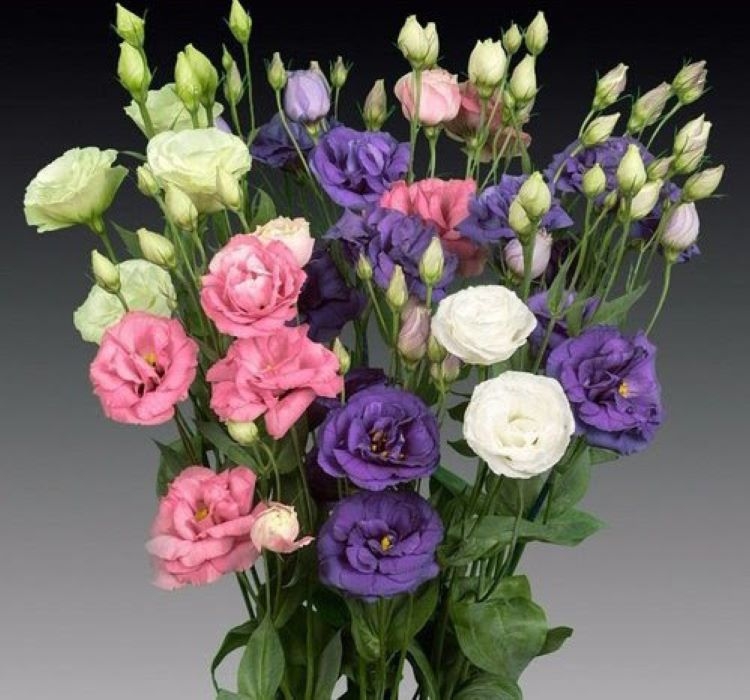 Lisianthus%20(%20Lale%20Gül%20)%20Gelin%20Buketi Serisi%20-%20MOR (%205%20Tohum%20)