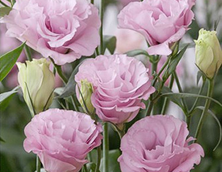 Pembe%20Lisianthus%20(%20LaleGül%20)%20Tohumu%20(%2010%20Tohum%20)