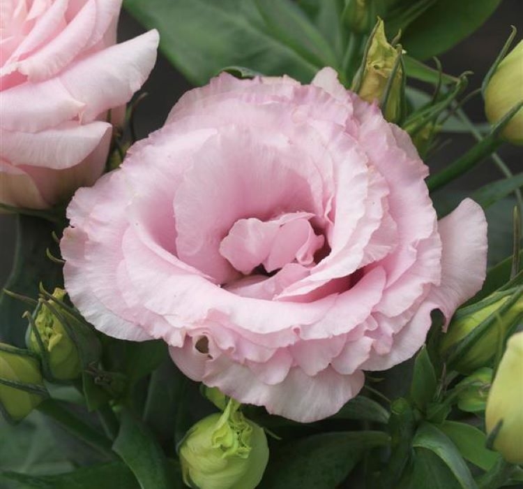 Lisianthus%20(%20Lale%20Gül%20)%20Julyet Serisi%20-%20PEMBE (%205%20Tohum%20)
