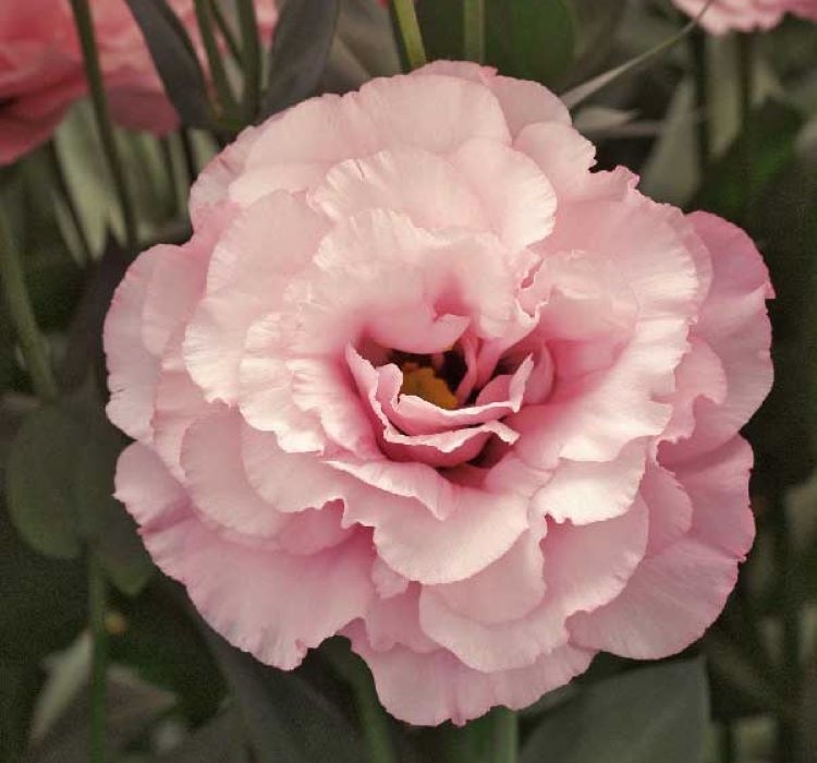 Lisianthus%20(%20Lale%20Gül%20)%20Gelin%20Buketi Serisi%20-%20PEMBE (%205%20Tohum%20)