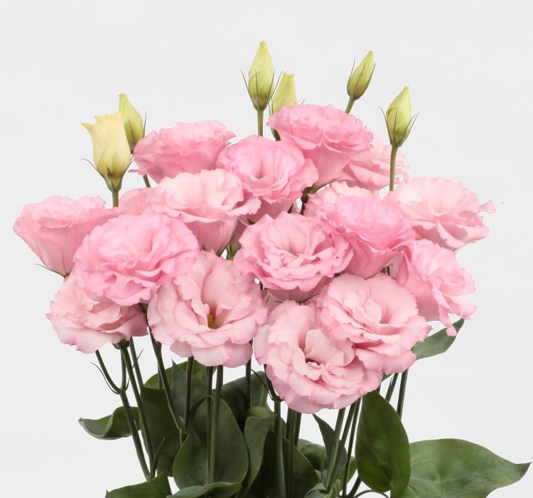 Lisianthus%20Çiçeği%20Tohumu%20(%20Katmerli,%20Bodur%20)%20Pembe%20Renkli%20-%205%20Tohum