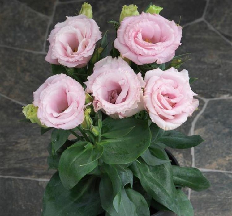 Lisianthus%20(%20Lale%20Gül%20)%20Julyet Serisi%20-%20PEMBE (%205%20Tohum%20)