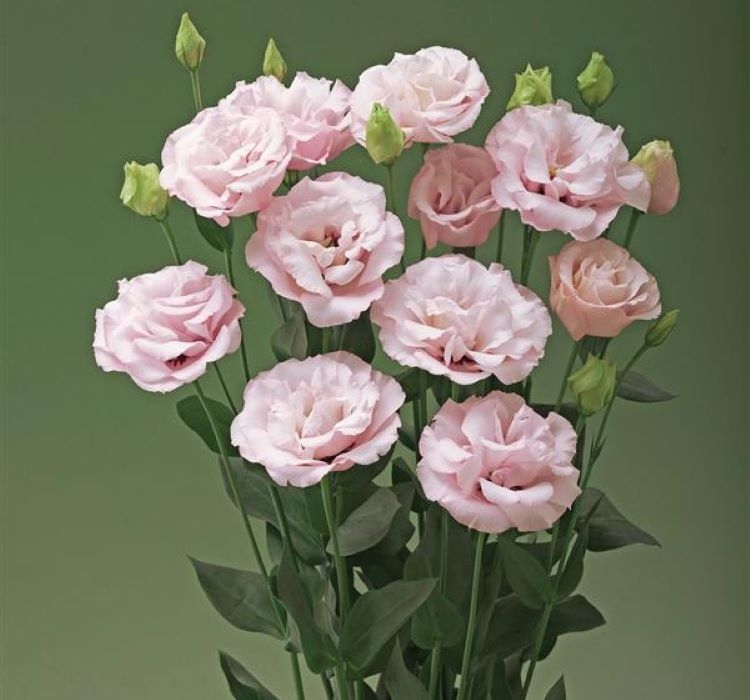 Lisianthus%20(%20Lale%20Gül%20)%20Advantage%20Serisi%20-%20PEMBE%20(%205%20Tohum%20)