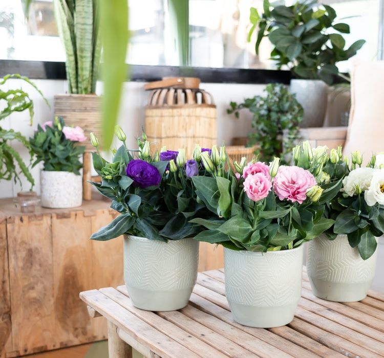 Lisianthus%20(%20Lale%20Gül%20)%20Julyet Serisi%20-%20PEMBE (%205%20Tohum%20)