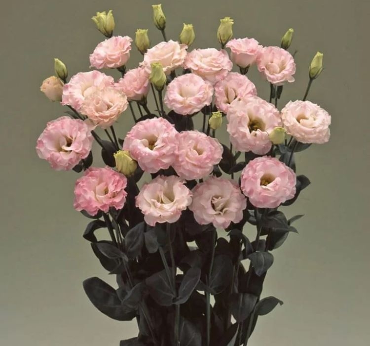 Lisianthus%20(%20Lale%20Gül%20)%20Gelin%20Buketi Serisi%20-%20PEMBE (%205%20Tohum%20)