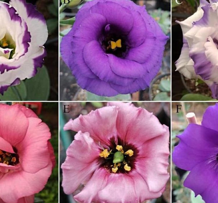 Lisianthus%20Çiçeği%20Tohumu%20(%20Katmerli,%20Bodur%20)%20Pembe%20Renkli%20-%205%20Tohum