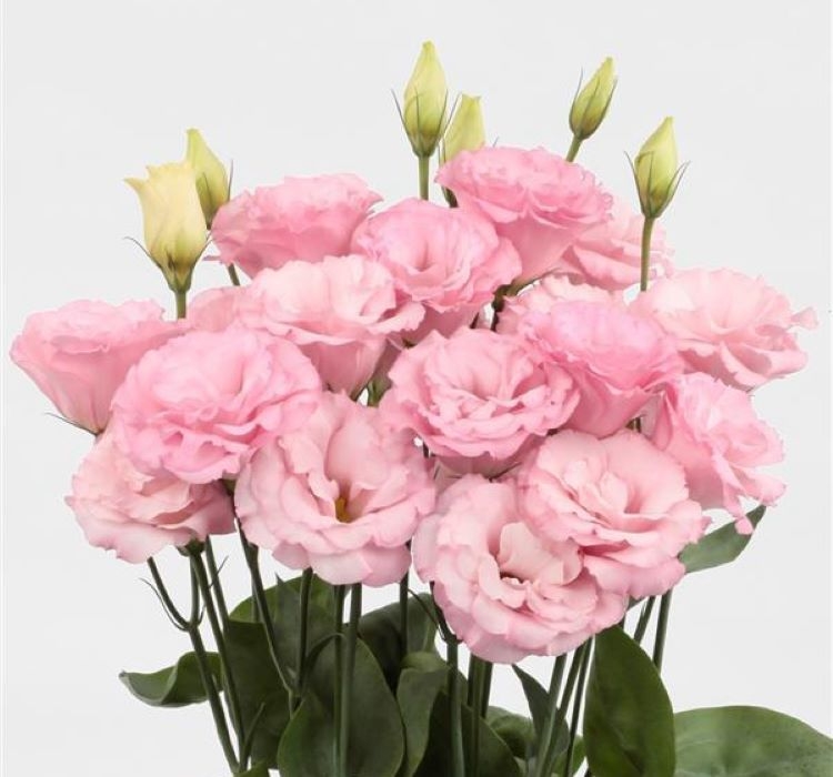Lisianthus%20(%20Lale%20Gül%20)%20Advantage%20Serisi%20-%20PEMBE%20(%205%20Tohum%20)
