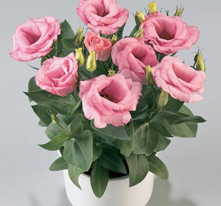 Lisianthus%20(%20Lale%20Gül%20)%20Julyet Serisi%20-%20PEMBE (%205%20Tohum%20)