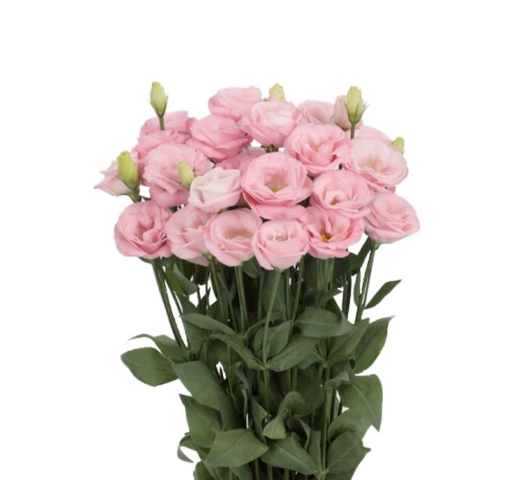 Lisianthus%20(%20Lale%20Gül%20)%20Advantage%20Serisi%20-%20PEMBE%20(%205%20Tohum%20)