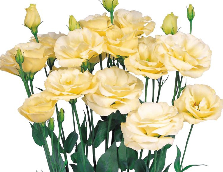 Sarı%20Lisianthus%20(%20LaleGül%20)%20Tohumu%20(%2010%20Tohum%20)