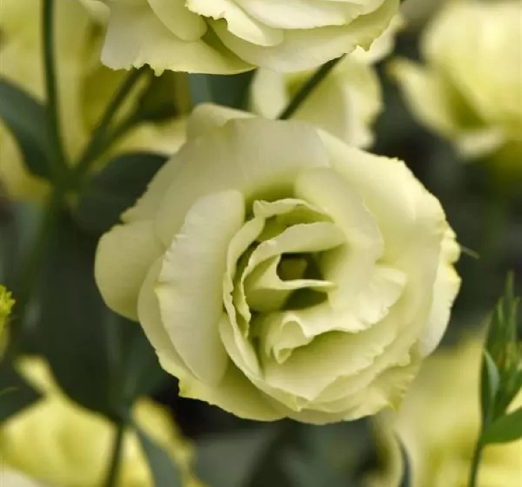 Lisianthus%20Katmerli%20Seri%20Sarı%20Renk%20-%20Saksılık%205%20Tohum