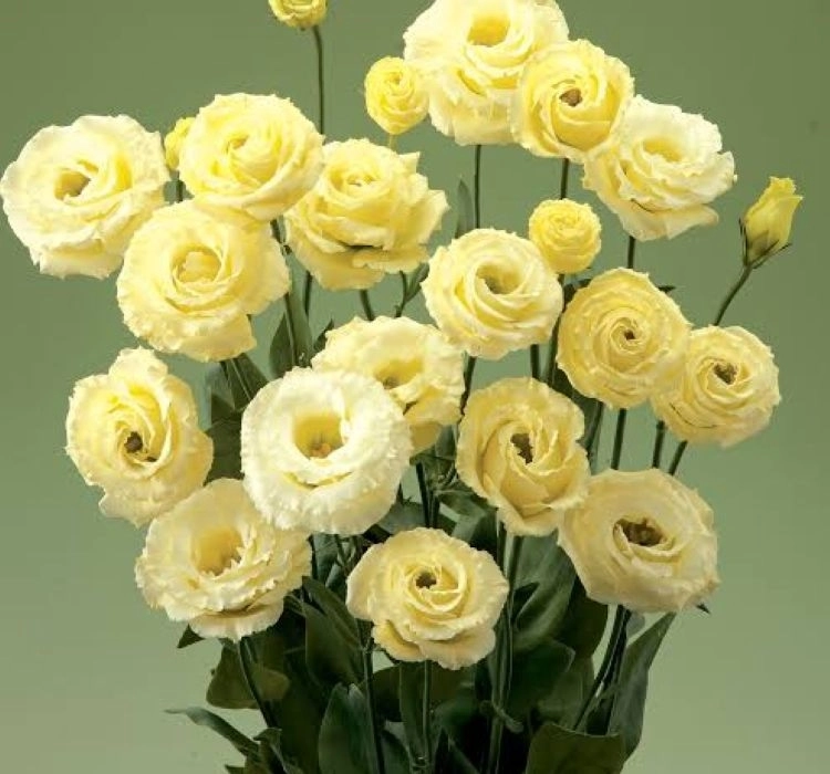 Lisianthus%20Katmerli%20Seri%20Sarı%20Renk%20-%20Saksılık%205%20Tohum