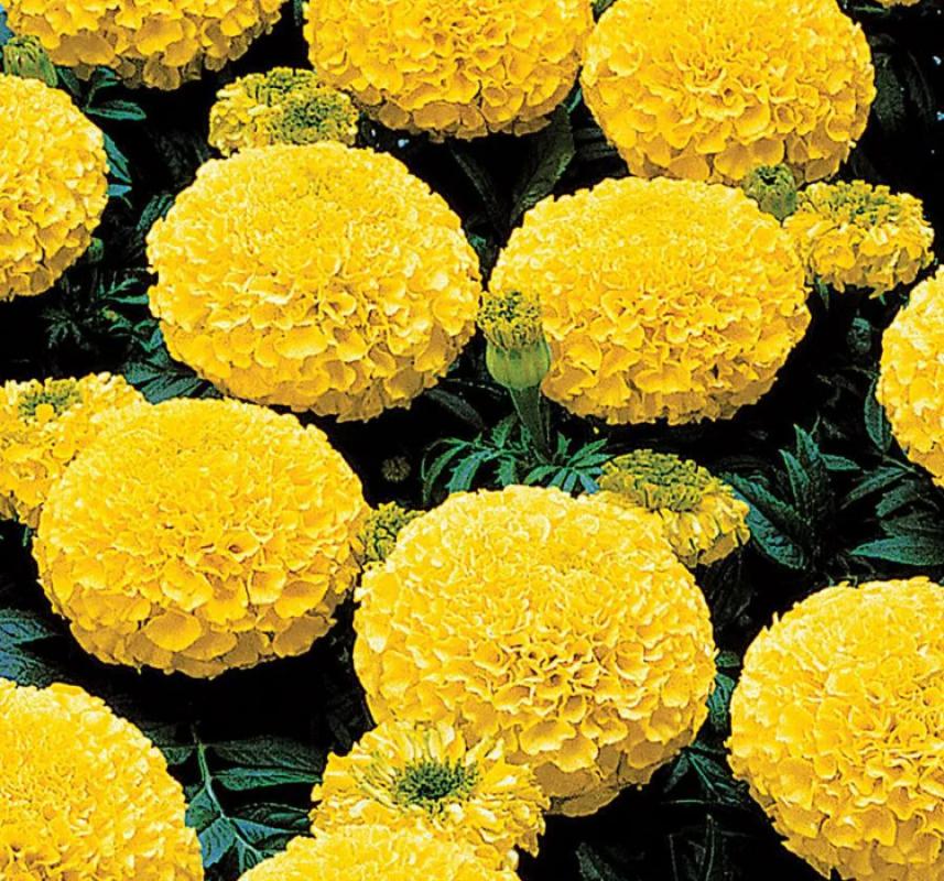 Kadife%20Çiçeği%20(%20Marigold%20Büyük%20Çiçek%20)%20Sarı%20Renkli%20-%2010%20Tohum