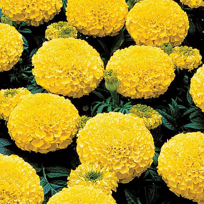 Kadife%20Çiçeği%20(%20Marigold%20Büyük%20Çiçek%20)%20Sarı%20Renkli%20-%2010%20Tohum