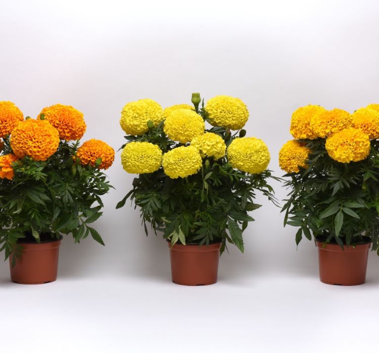 Kadife%20Çiçeği%20(%20Marigold%20Büyük%20Çiçek%20)%20Sarı%20Renkli%20-%2010%20Tohum