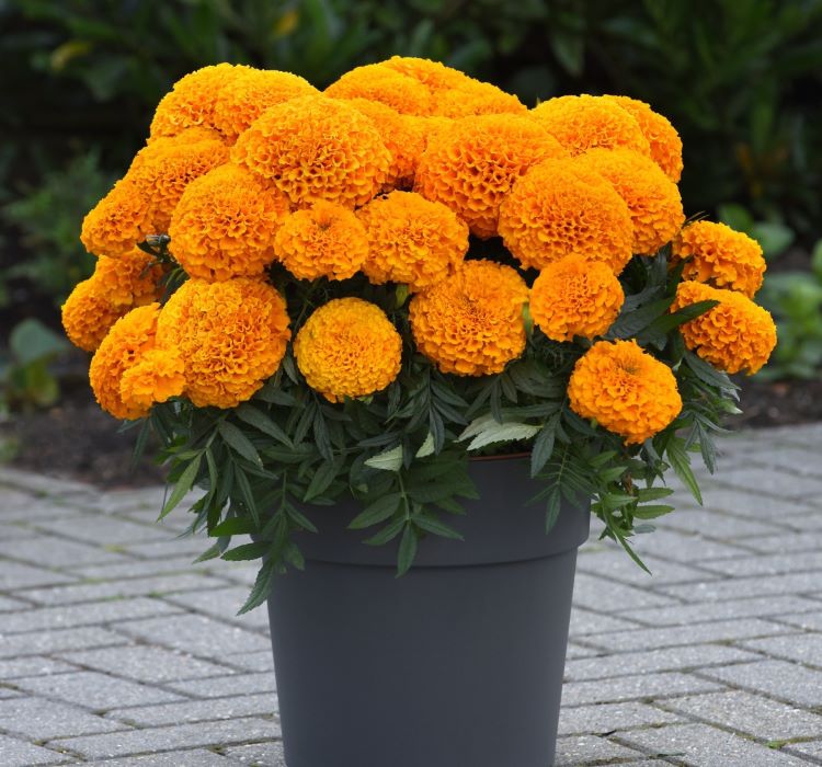 Kadife%20Çiçeği%20(%20Marigold%20Büyük%20Çiçek%20)%20Turuncu%20Renkli%20-%2010%20Tohum