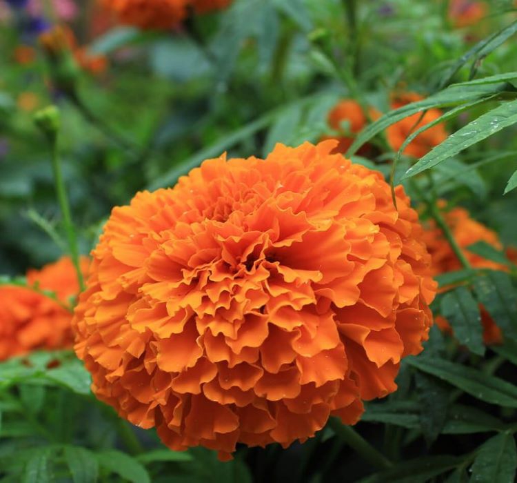 Kadife%20Çiçeği%20(%20Marigold%20Büyük%20Çiçek%20)%20Turuncu%20Renkli%20-%2010%20Tohum