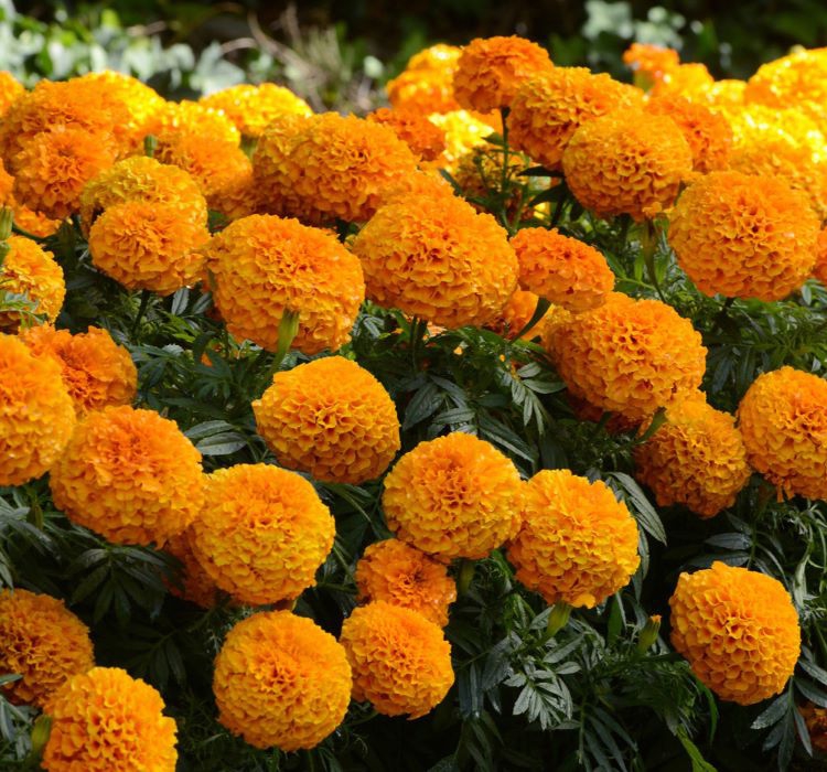 Kadife%20Çiçeği%20(%20Marigold%20Büyük%20Çiçek%20)%20Turuncu%20Renkli%20-%2010%20Tohum