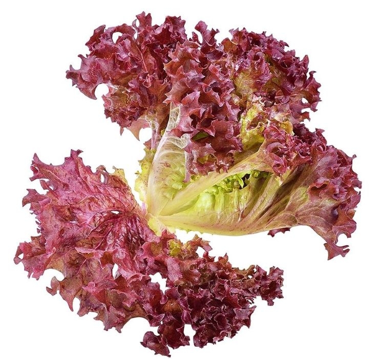 MARUL%20KIRMIZI%20KIVIRCIK%20(%20ÇOKLU%20TOHUM%20)%20-%205%20Gram
