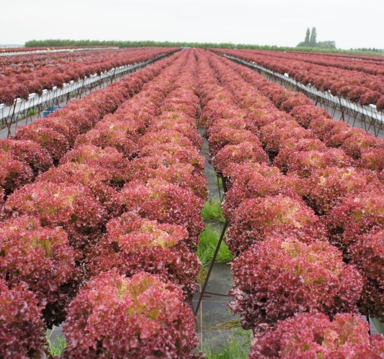 MARUL%20KIRMIZI%20KIVIRCIK%20(%20ÇOKLU%20TOHUM%20)%20-%205%20Gram