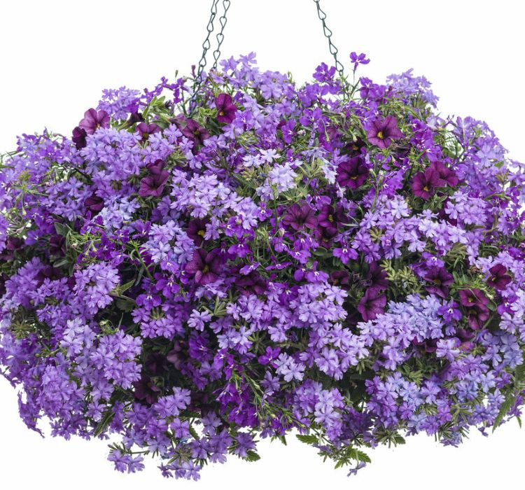 Mavi%20Mine%20Çiçeği%20F1%20Tohumu%20(%208%20Tohum%20)