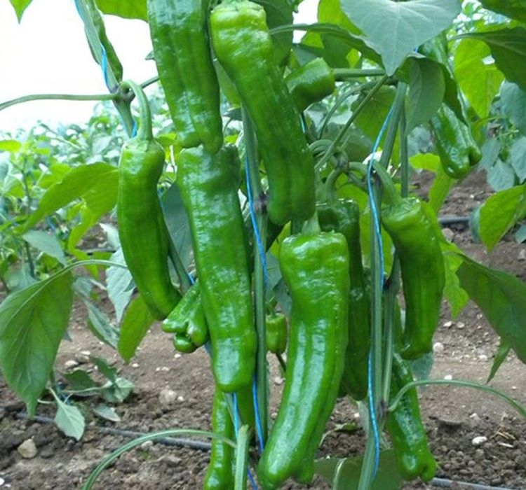 BİBER%20MAZAMORT%20(%20ÇOKLU%20TOHUM%20)%20-%205%20Gram