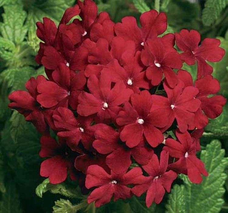 Mine%20Sarkan%20Antik%20Bordo%20Renk%20-%20Saksılık%2010%20Tohum