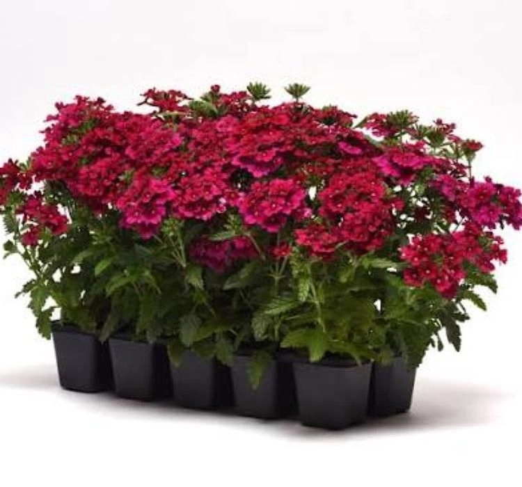 Mine%20Sarkan%20Antik%20Bordo%20Renk%20-%20Saksılık%2010%20Tohum