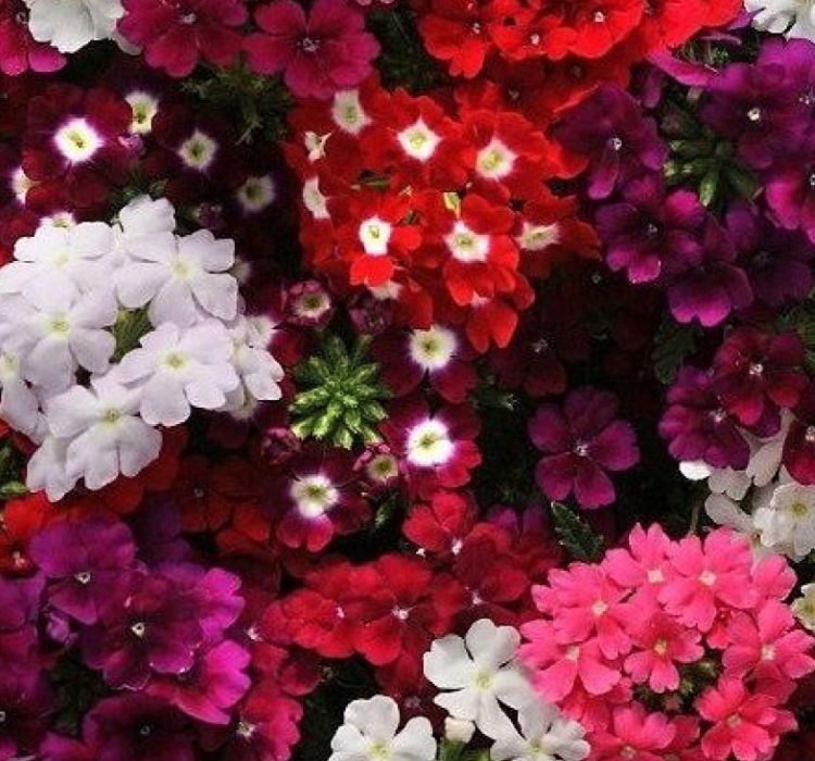 İri%20Mine%20Çiçeği%20Tohumu