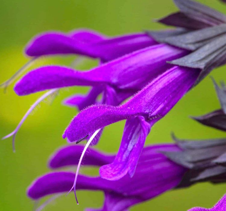 Mor Ateş Çiçeği - Salvia F1 Tohumu ( 30 Tohum )
