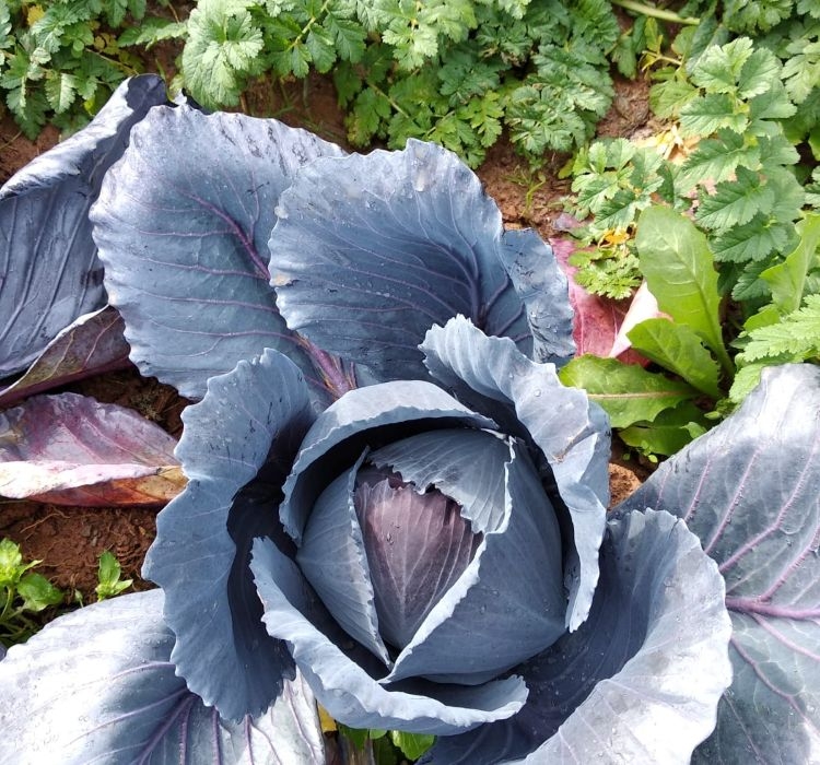 LAHANA%20MOR%20%20(%20ÇOKLU%20TOHUM%20)%20-%205%20Gram