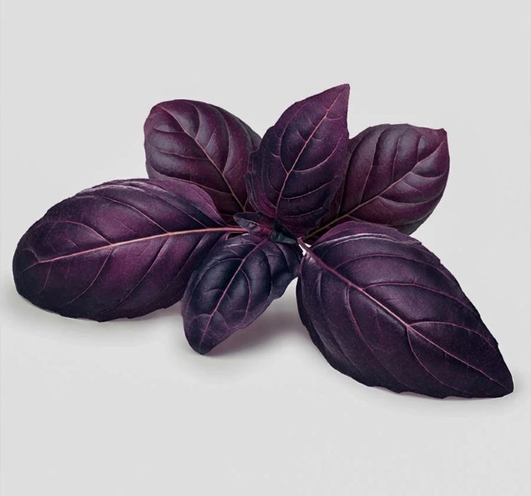 REYHAN%20MOR%20%20(%20ÇOKLU%20TOHUM%20)%20-%205%20Gram